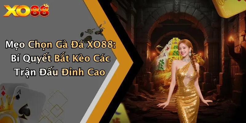 Mẹo Chọn Gà Đá XO88