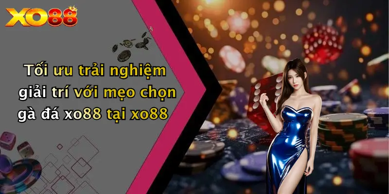 Tối ưu trải nghiệm giải trí với mẹo chọn gà đá XO88 tại XO88